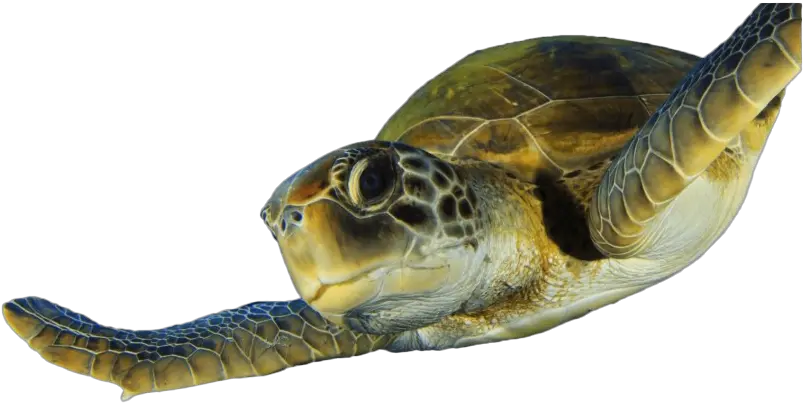 Turtle Png Hd Quality Png Sea Turtle Turtle Png