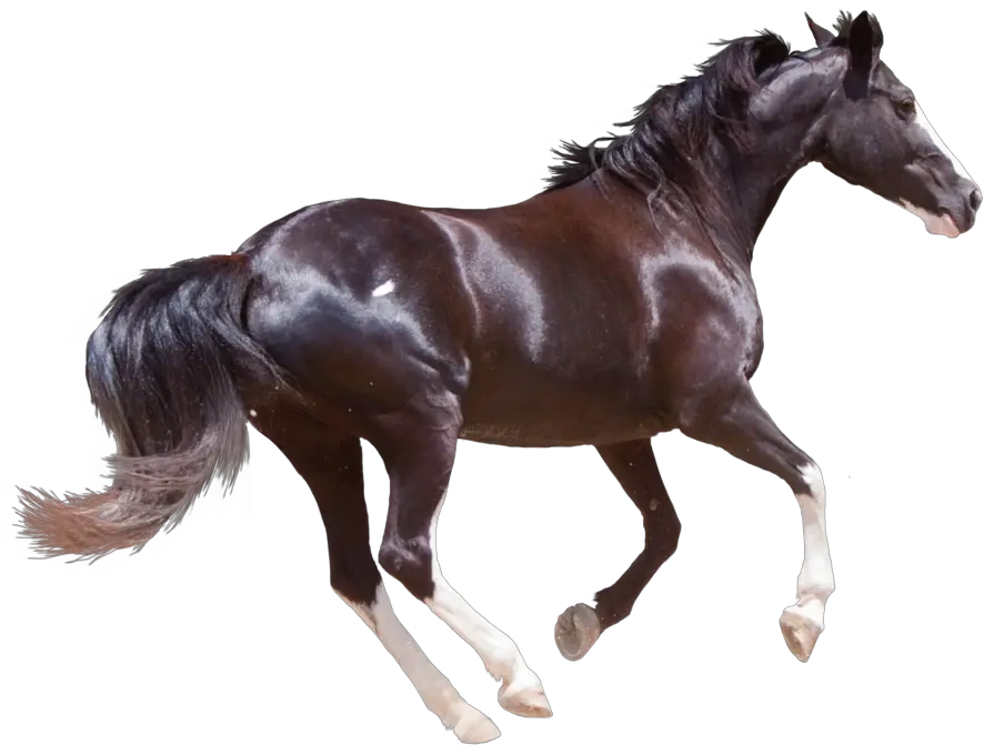 Transparent Clipart Image Black Horse Black Horse Hd Png Horse Transparent