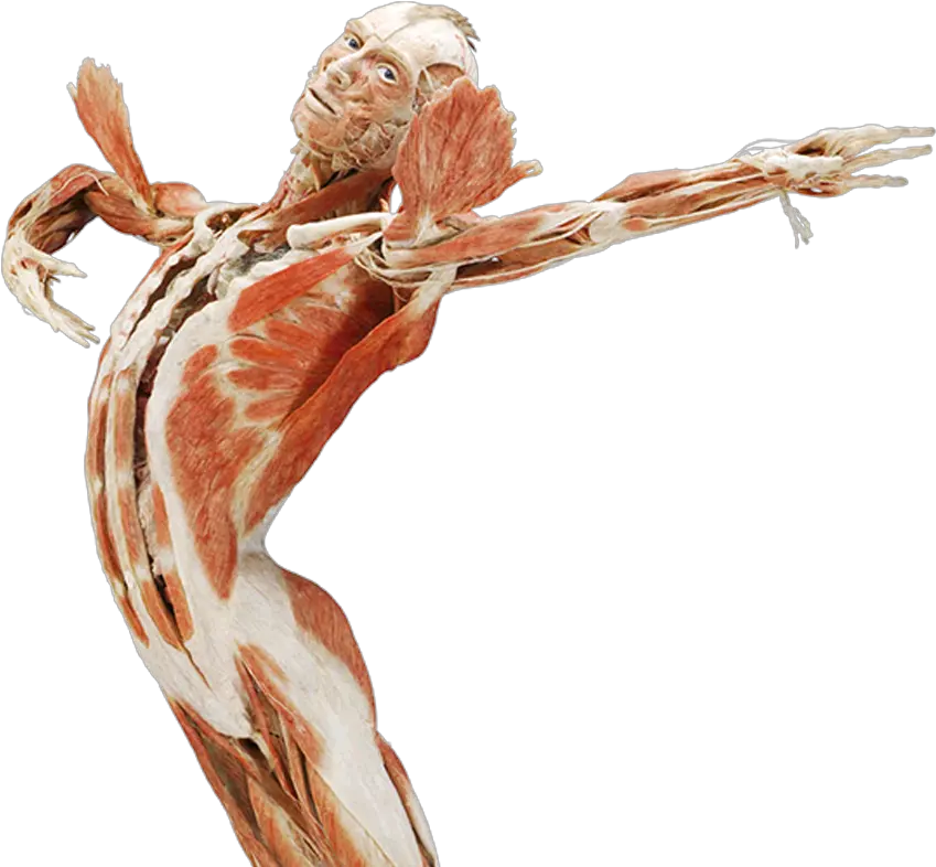 Body Worlds Amst Body Worlds Png Body Png