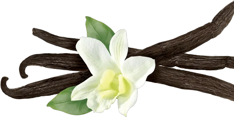 Vanilla Flower Png Picture Vanilla Meaning In Hindi Vanilla Png