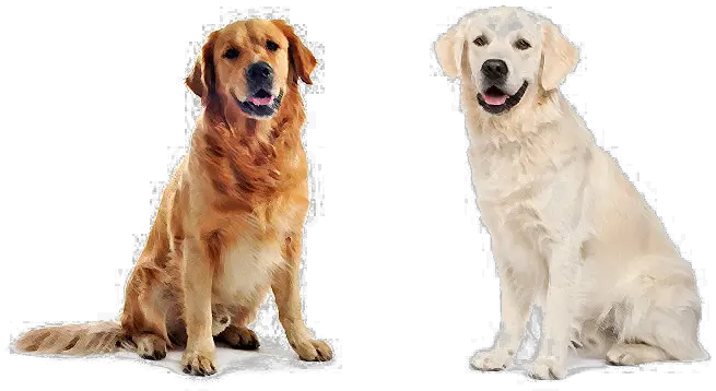 Labrador Retriever Png Golden Retriever Vs Labrador Retriever Comparison Golden Retriever Transparent