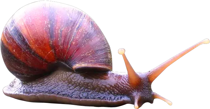 Snail Png Image Pngpix Icon Snail Png