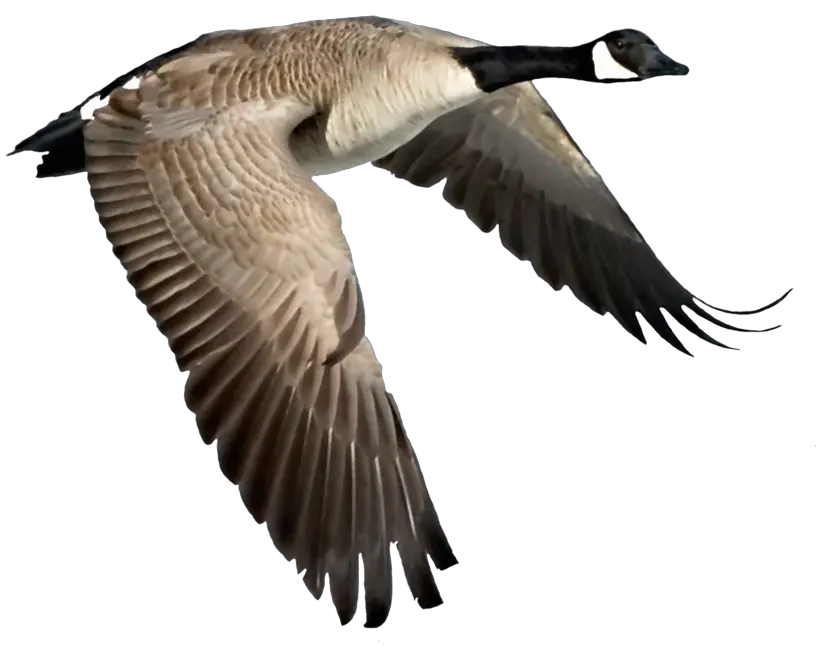 Download Canada Goose Png Goose Png