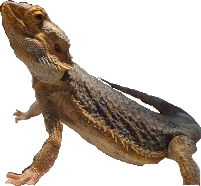 Download Lizard Common Chameleon Png Image With No Green Iguana Chameleon Png