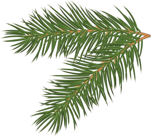 Pine Tree Branch Vector 1118 Pine Tree Branch Vector Png Pine Tree Branch Png