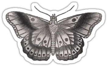 Styles Butterfly Tattoo Transparent Tatuajes De Harry Styles Png One Direction Transparents