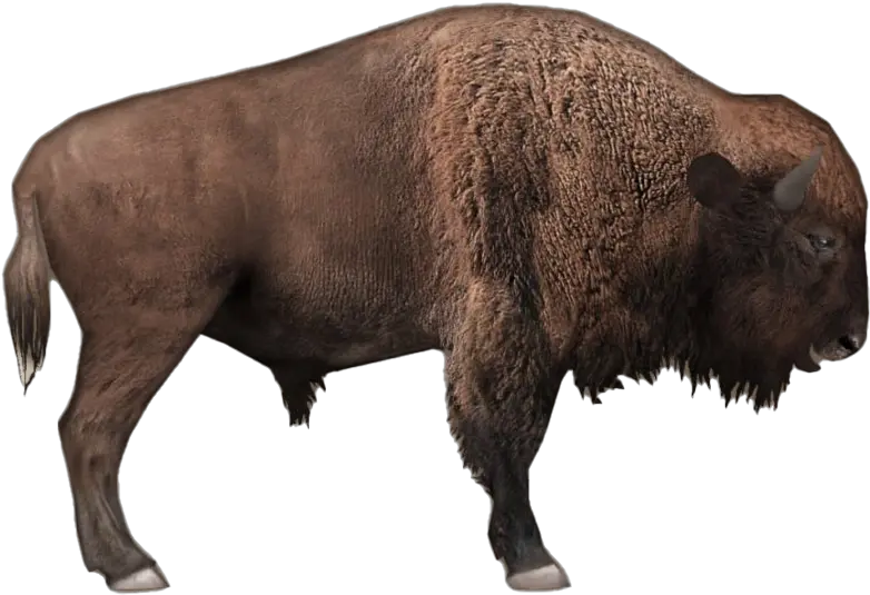 American Bison Png Image Background American Bison Png Bison Png