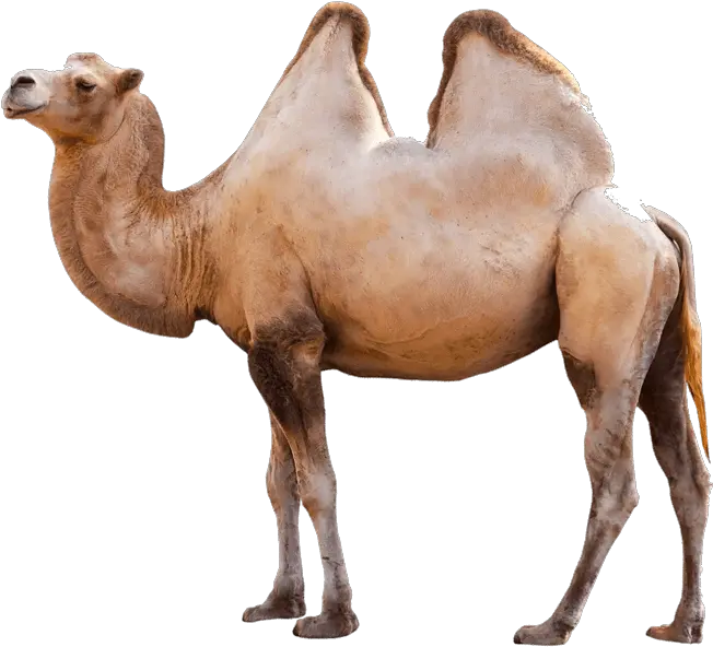 Camel Logo Transparent Png Clipart Camel Transparent Background Camel Png