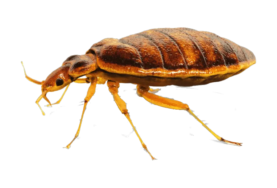 Download Bed Bug Png Image For Free Bugs In Houston Texas Bugs Png