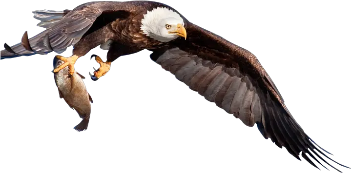 Download Back Top Eagle With Fish Png Fish Png
