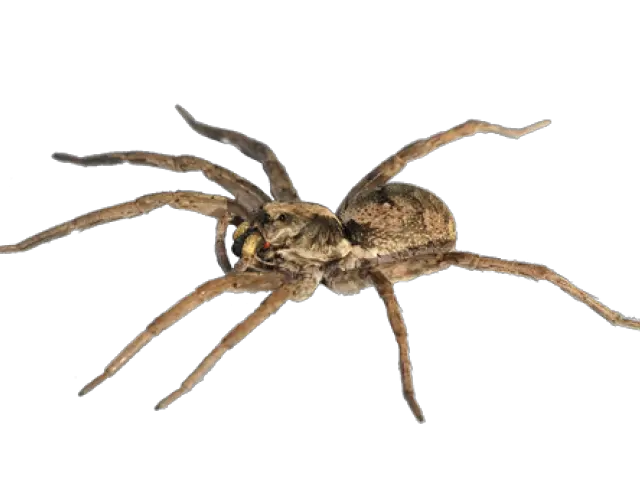 Png Images Transparent Free Download Wolf Spider Transparent Spider Transparent