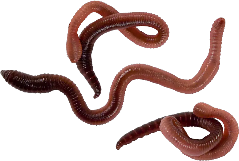 Worms Png Download 3 Classes Of Annelids Worm Png