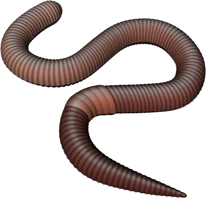 Worms Png Images Free Download Worm Png Transparent Worm Png