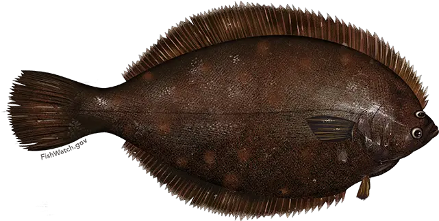 Winter Flounder Noaa Fisheries Blackback Flounder Png Flounder Png