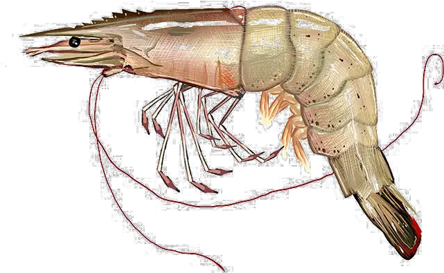 Png Image With Transparent Background Prawn Transparent Background Shrimp Png