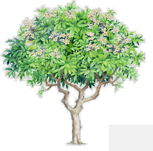 Download Watercolor Trees Plumeria Rubra Plumeria Tree Psd Plumeria Rubra Png Watercolor Tree Png