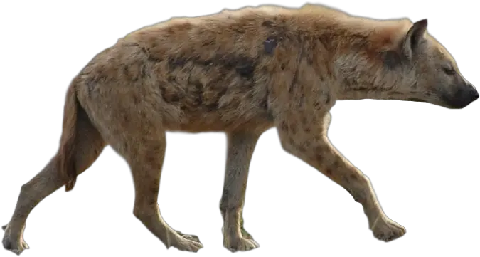 Hyena Png Background