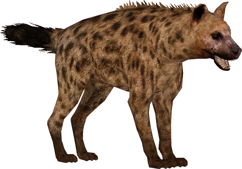 Hyena Png 1 Image Hyena Transparent Background Hyena Png