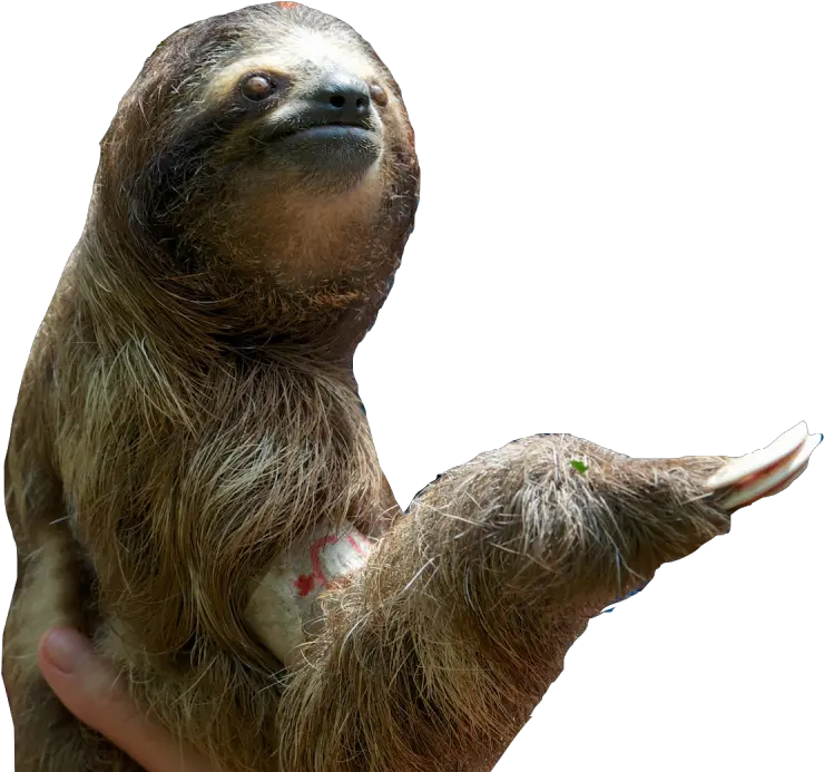 Sloth Png Pic Sloth Png Transparent Sloth Png