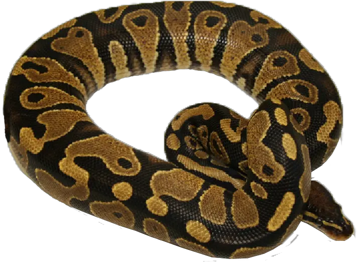 Coral Burmese Python Png Python Png