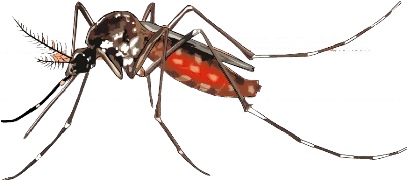 Mosquito Png Background Image Dengue Mosquito Png Mosquito Transparent