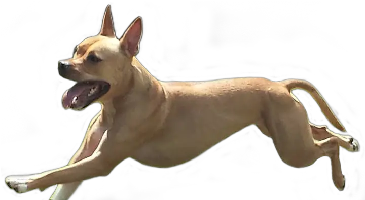 Running Dog Png 4 Image Dog Running Png Dogs Png