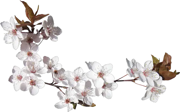 Glitter Graphics The Community For Enthusiasts Cherry Blossom Png Cherry Blossoms Transparent