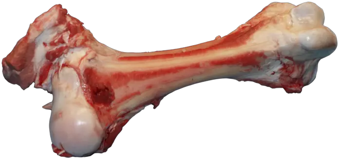 Bone Png Images Free Download Bone With Meat Png Bones Png