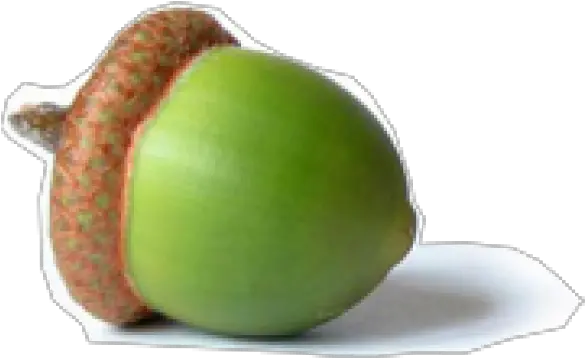 Acorn Png In Green Color Vector Acorn Acorn Png