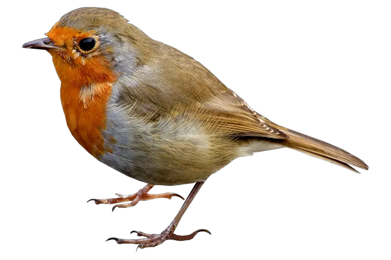 Hd Single Bird Png Transparent Image Robin Bird Png Robin Transparent