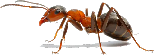 Insect The Ants Weaver Ant Fire Ant Insect Png Ants Png