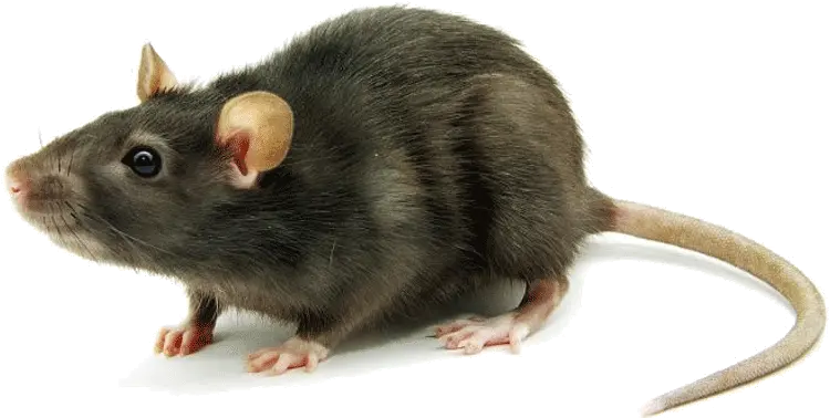 Download Hd Rat Mouse Png Transparent Mice And Rats Png Rat Transparent