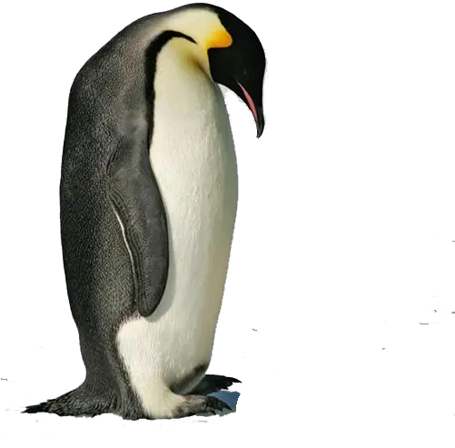 Penguin Transparent Images Emperor Penguin Transparent Background Png Penguin Transparent