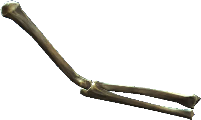 Bone Png Transparent Real Bones Transparent Bone Png