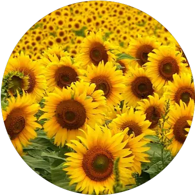 Download Girasol Descargar Imágenes De Fondo De Pantalla Para Celular Girasoles Png Girasol Png