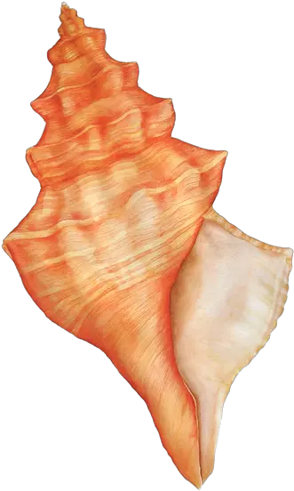 Download Hd Sea Shells Watercolor Png Transparent Image Concha Do Mar Png Sea Shells Png