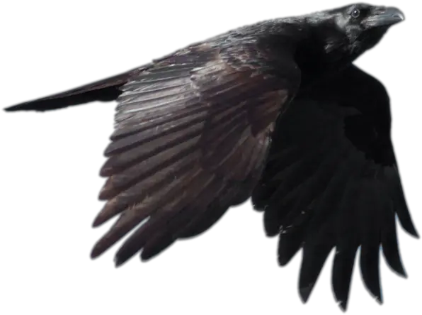 Crow Png Picture Transparent Background Flying Crow Png Crow Transparent