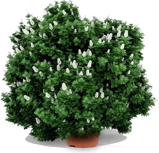 Garden Plants Hallu0027s Centre U0026 Aquatics White Shrub Png Shrubs Png