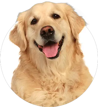 Golden Retriever Head Png Free Golden Retriever Dog Stock Golden Retriever Transparent Background