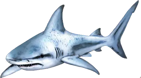 Shark Png Transparent Images Shark Png Shark Transparent Background