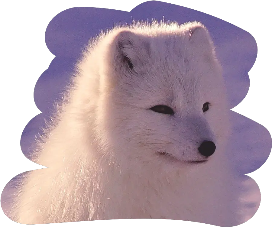 Wolf Ears Png Arctic Fox Arctic Fox Png