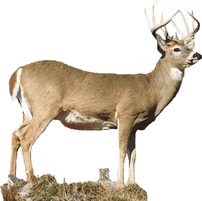 My Fourth Deer Season Elk Png Deer Transparent