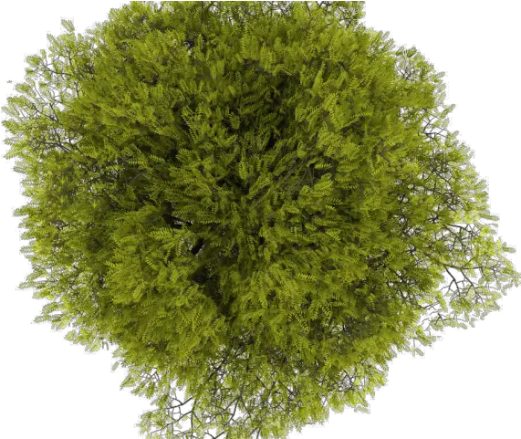 Tree Png Transparent Images Arvore Em Planta Png Plant Top View Png