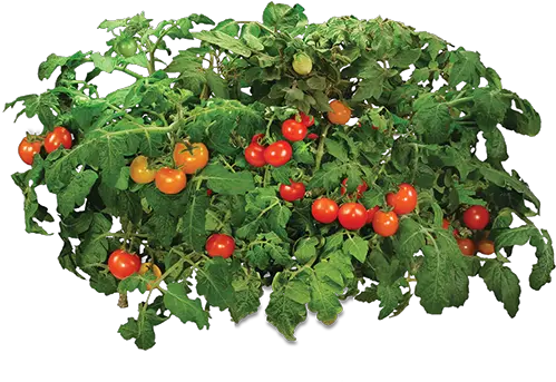 Tomato Plants Png 3 Image Transparent Tomato Plant Png Tomato Png