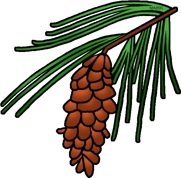 Pine Tree Clipart State Pine Cone Tree Clipart Png State Flower Of Maine Pine Tree Branch Png