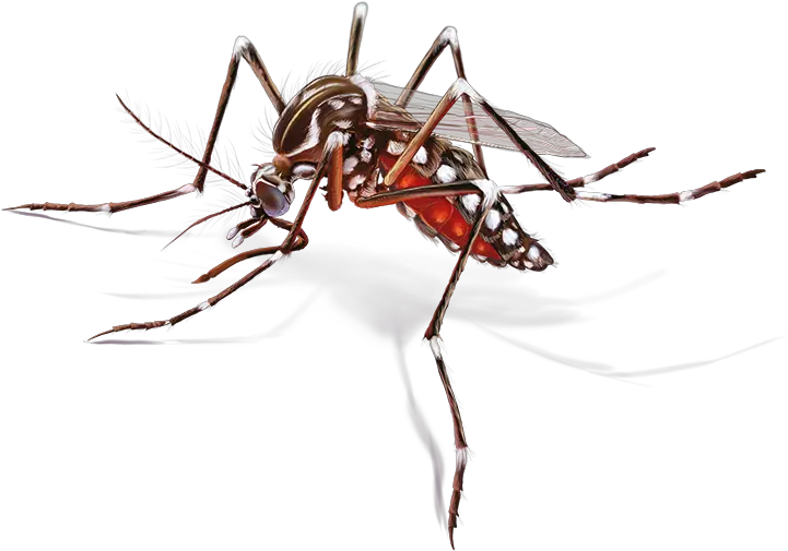 Download Mosquito Febre Amarela Png Vietnam Mosquito Mosquito Png