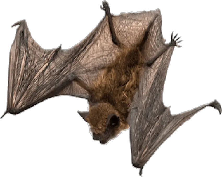 Bats Transparent Png Images Bat Png Bats Png