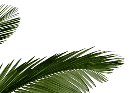 Palm Tree Leaves Tropical Leaf Png Transparent Png Transparent Tropical Leaves Png Palm Tree Leaves Png