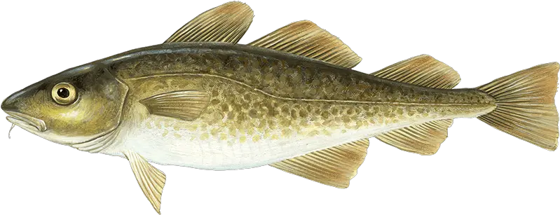 Atlantic Cod Atlantic Cod Fish Png Cod Transparent
