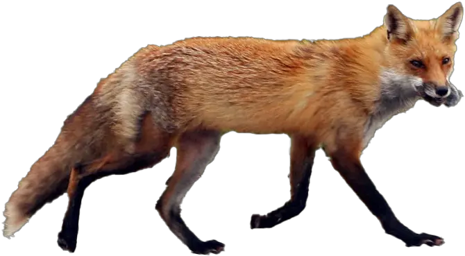 Fox Transparent Image Red Fox Png Fox Transparent